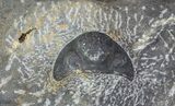 Pair Of Devonian Anetoceras Ammonites - Morocco #67721-3